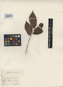 LE 00012523