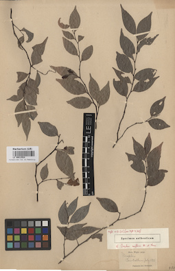 LE 00012524