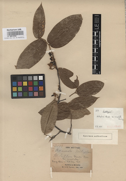 LE 00012528