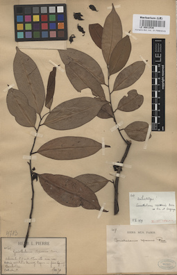 LE 00012536