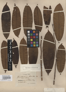 LE 00012543