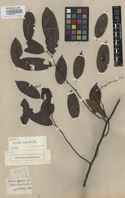 LE 00012561