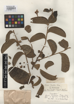 LE 00012566