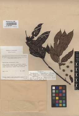 LE 00012580