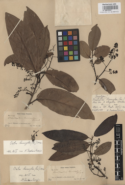 LE 00012618