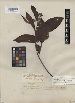 LE 00012646