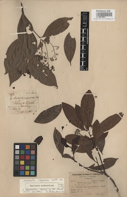 LE 00012653