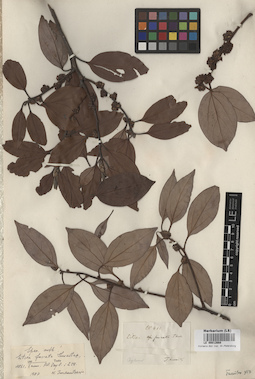 LE 00012668