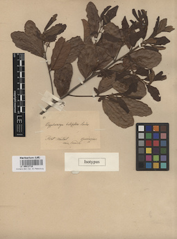 LE 00012716