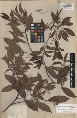 LE 00012718