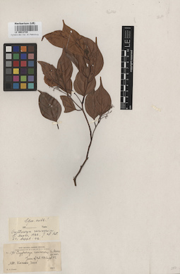 LE 00012729