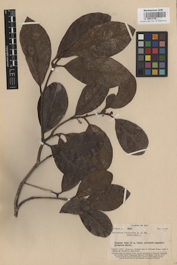 LE 00012736