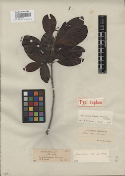 LE 00012737