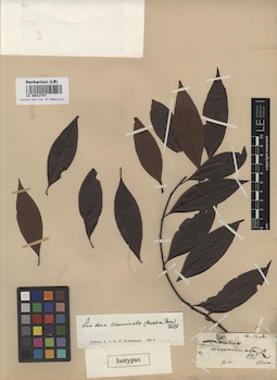 LE 00012747