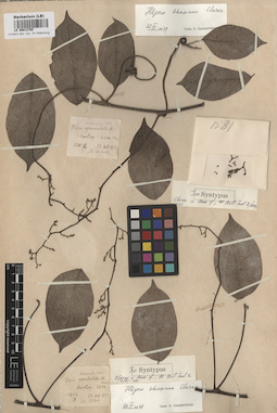 LE 00012785