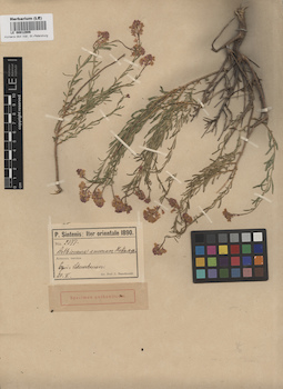 LE 00012906