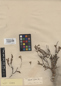 LE 00012907