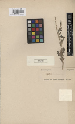 LE 00013095
