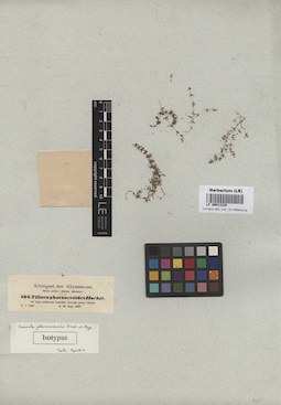 LE 00013335