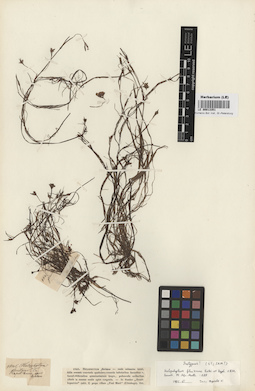 LE 00013351