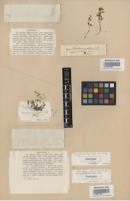 LE 00013448