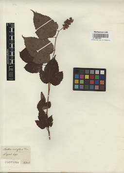 LE 00013451