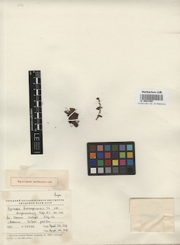 LE 00013460