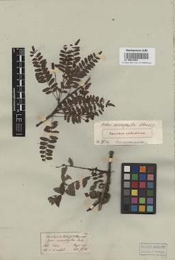 LE 00013483