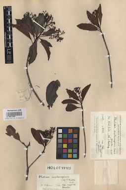 LE 00013495