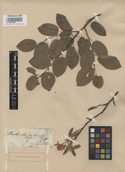 LE 00013498