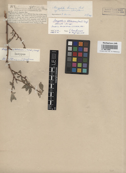 LE 00013650