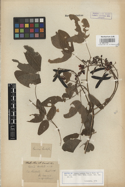 LE 00013704