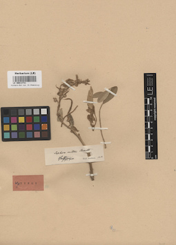 LE 00013731