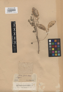 LE 00013825