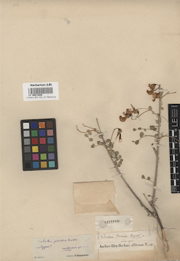 LE 00013826
