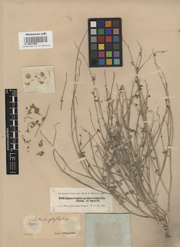 LE 00013829