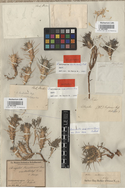 LE 00013856