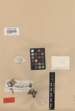 LE 00013915