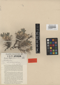 LE 00013934