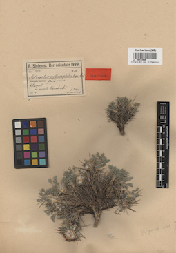 LE 00013966
