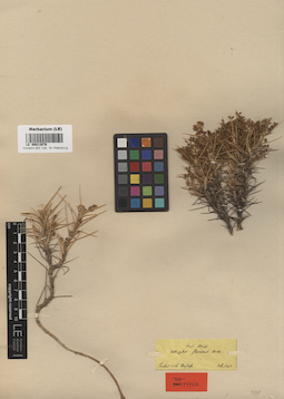 LE 00013976
