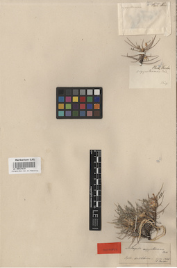 LE 00014010