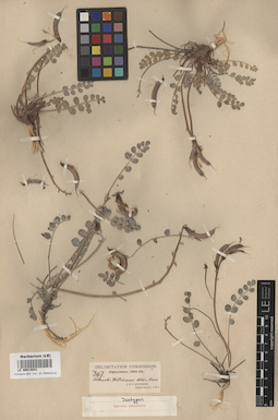 LE 00014043