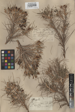 LE 00014065