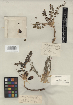 LE 00014075
