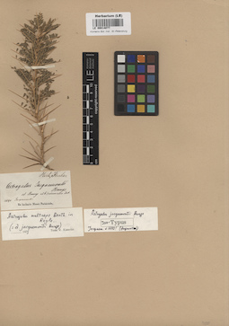 LE 00014077