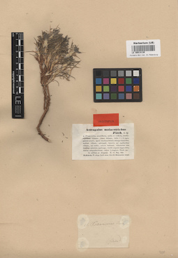 LE 00014130