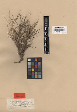 LE 00014175