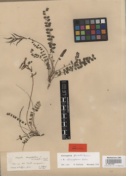 LE 00014204