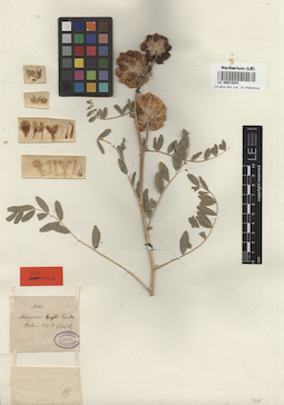 LE 00014243